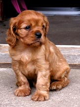 Maggie