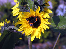 Sonnenblume mit Schmetterling Sonnenblume mit Schmetterling