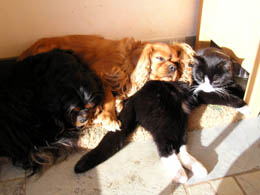Wie Hund und Katze - Hauptmann, Garret und Nehle Wie Hund und Katze - Hauptmann, Garret und Nehle
