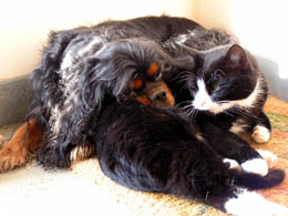 Wie Hund und Katze - Hauptmann und Nehle Wie Hund und Katze - Hauptmann und Nehle