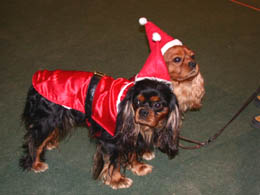 Wir wünschen allen Cavaliere Freunden ein schönes Weihnachtsfest! Wir wünschen allen Cavaliere Freunden ein schönes Weihnachtsfest!