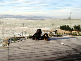 Hochzeitsfotos: Hauptmann Paul und Zoya in der Winterlandschaft Hochzeitsfotos: Hauptmann Paul und Zoya in der Winterlandschaft