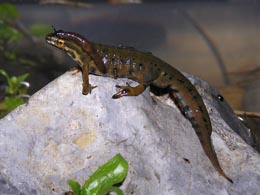 Neueste Errungenschaft: Salamandertier. Hier mit dekorativer Nacktschnecke