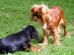 Rebel und Maggie