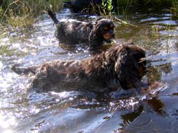  Wasserhunde  