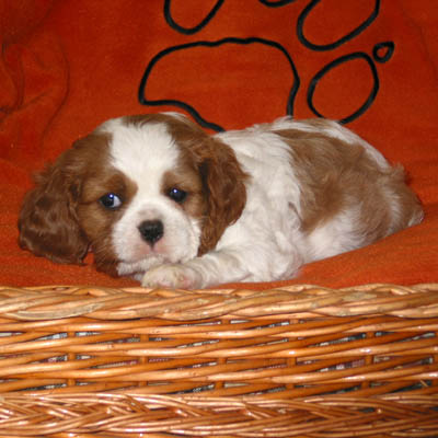 Lenny