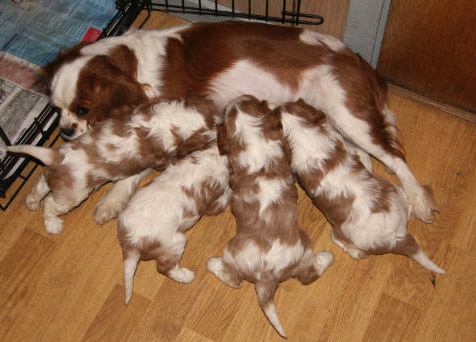 Mama mit Welpen 4 Wochen alt Mamma mit Welpen