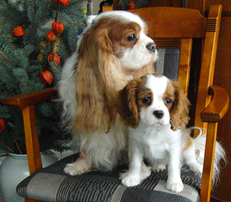 Lancaster und Isabella Lancaster & Isabella