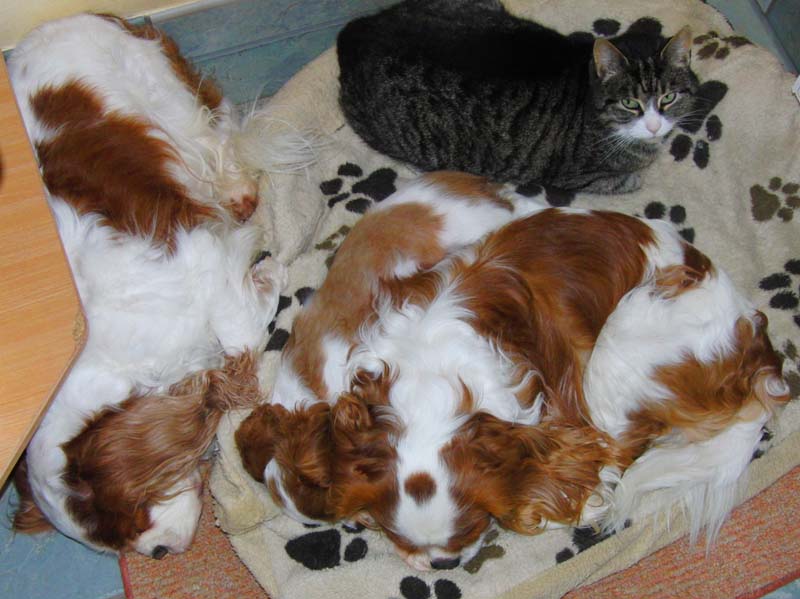 Blenheims und Katze Blenheims und Katze