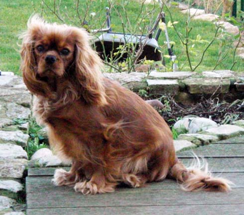 Brunella