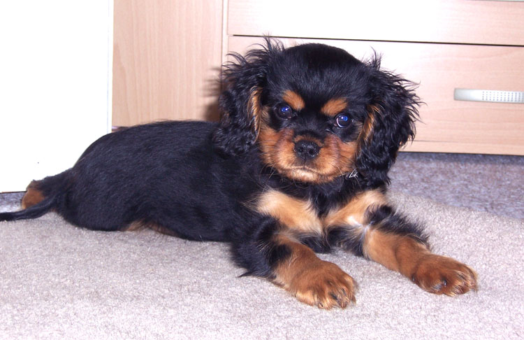 Spike