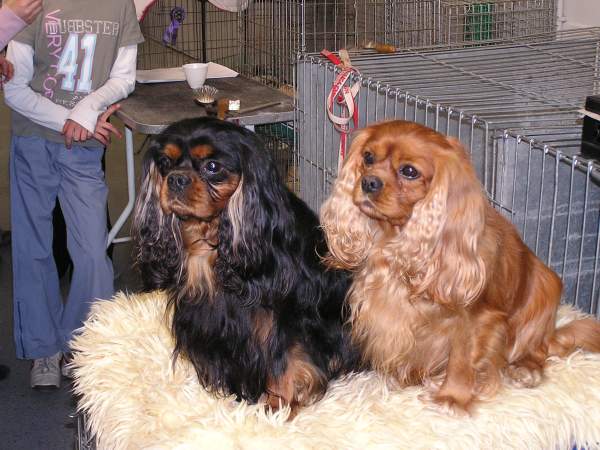 Garret und Hauptmann auf Cacib-Erfurt 04/2005