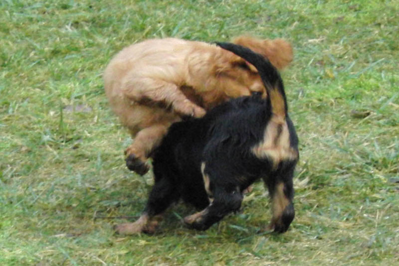 Welpen