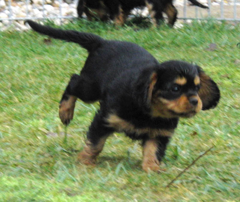 Welpen