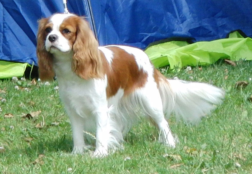 Isabella